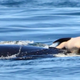 Illustration for article titled Orca Mother Carries Around Dead Calf For Two Weeks As Warning To All Who Would Defy Her